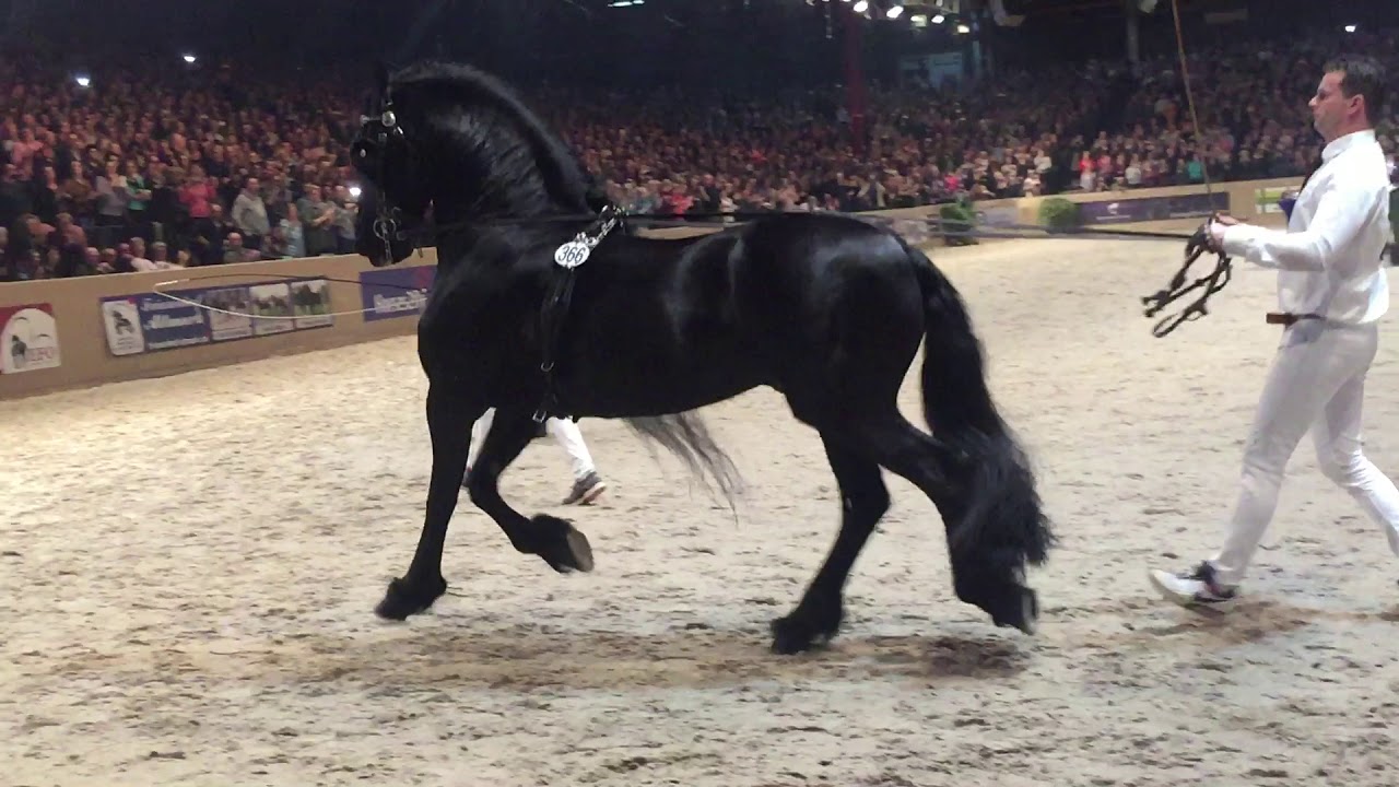 Jasper 366 hengstenkeuring 2018 (stallion show)