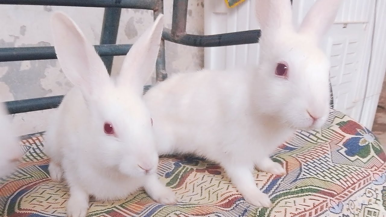 Aj na apna rabbits ka babies ka name rukh dia
