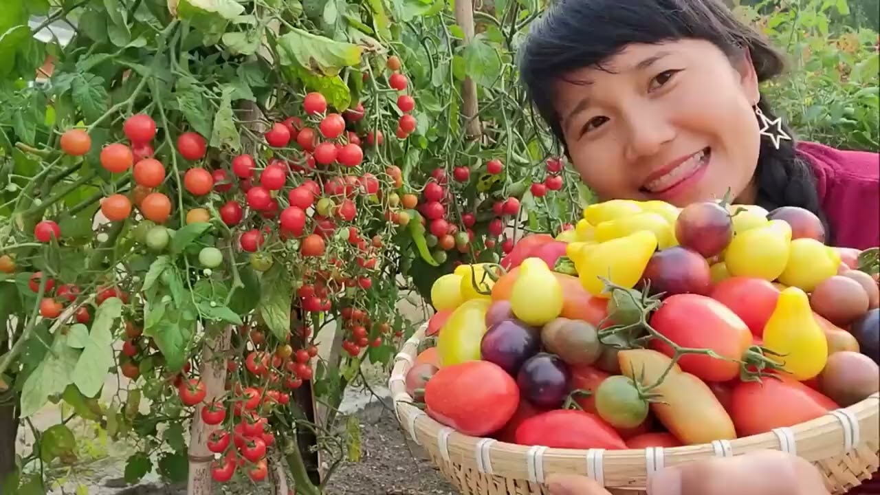 FULL VIDEO,THU HOẠCH CÀ CHUA TRIỆU NGỌT, BẦU TÝ HON, MƯỚP HƯƠNG