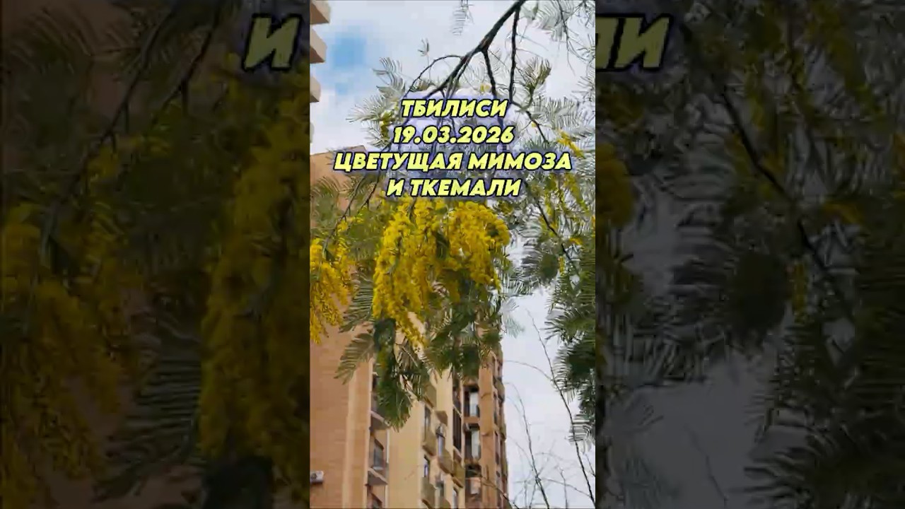 Мимоза в Тбилиси 19.03.2026 #tbilisi
