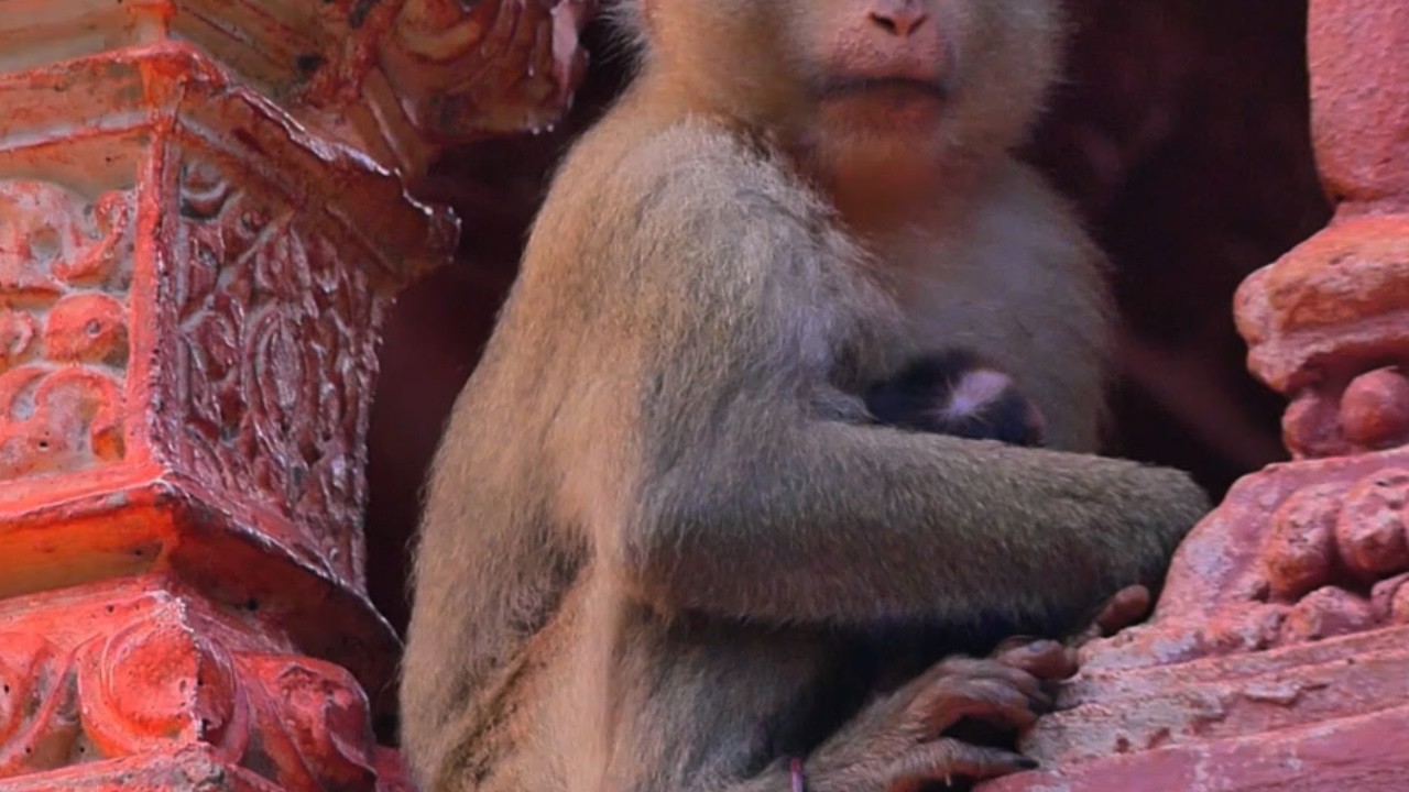 Young Macaque Displays Joyful Maternal Bonding While Grooming Her Newborn In Morning Light
