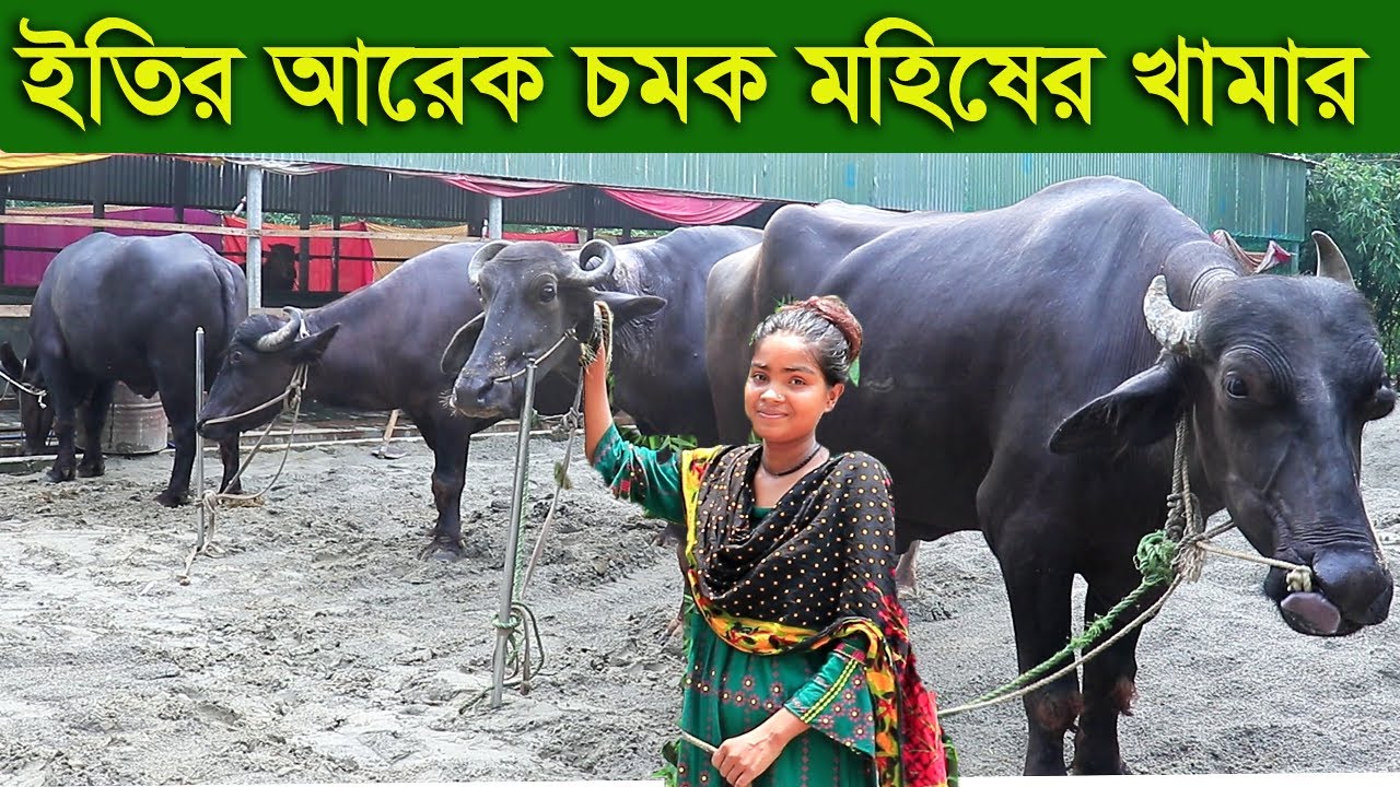 গরুর চেয়ে বেশি লাভ মহিষের খামার করে ইতির আরেক চমক eity mohis