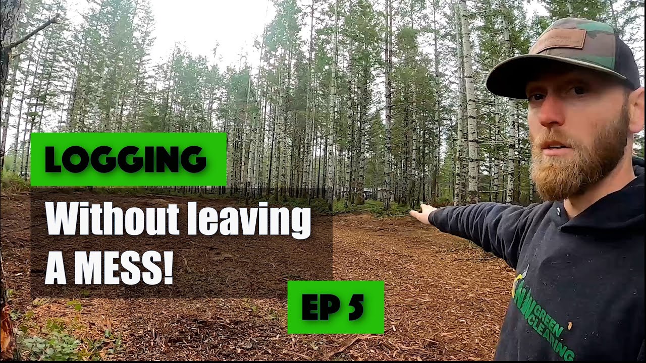 Thinning / Logging small Fir trees with Gyrotrac Forestry Mulcher. Shelton, WA