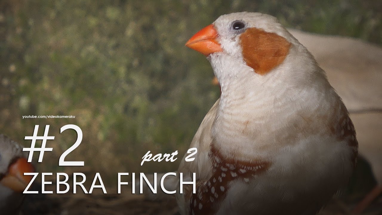 Zebra Finch Small Aviary: C2P2 - Cerucheuw cerucheuw