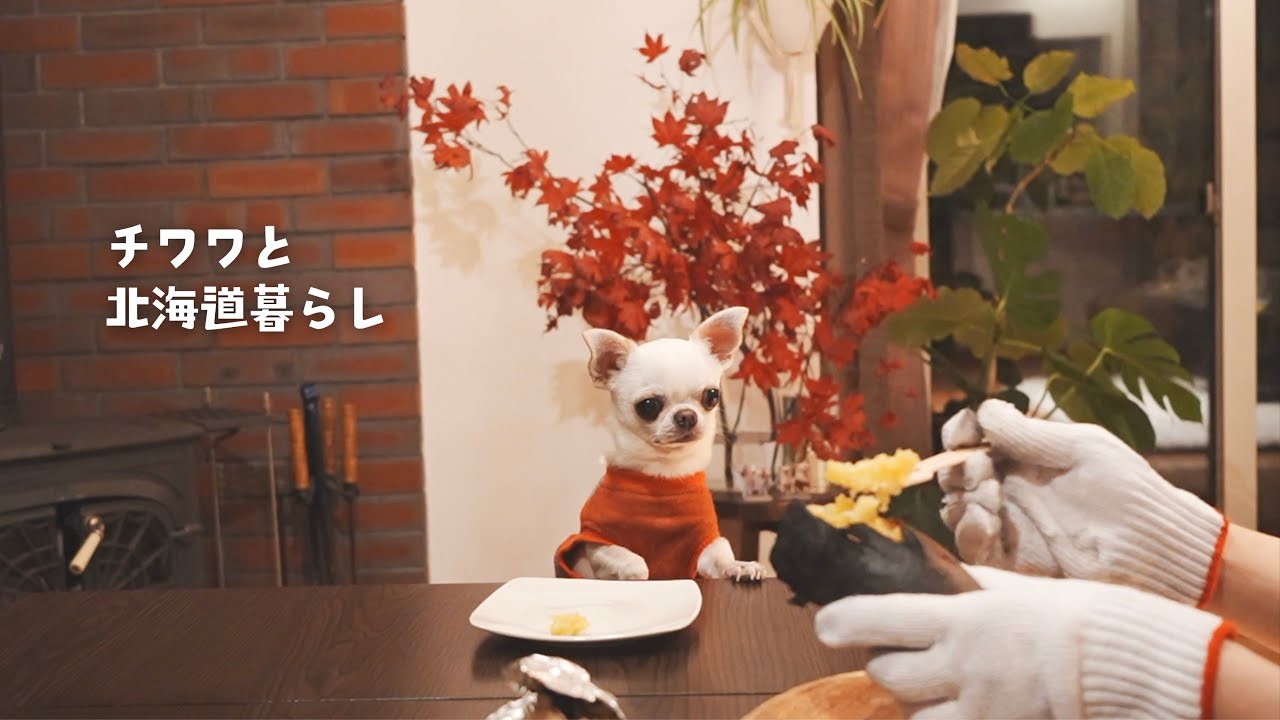 【チワワの寒い日ルーティン】薪ストーブで焼き芋🍠失敗した‼️
