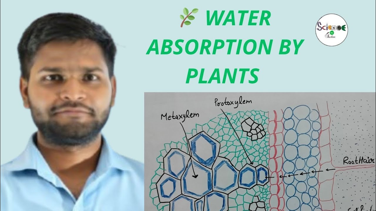 🌿 Water Absorption by Plants | Full Explanation by Sachin Sir | Plant Physiology |