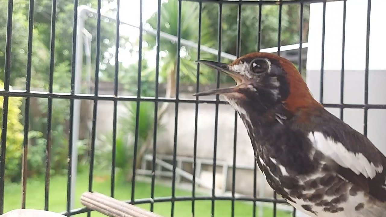 PAncingan ANis Kembang Biar Bunyi - Suara Anis Kembang Gacor Ngeplong Part 1