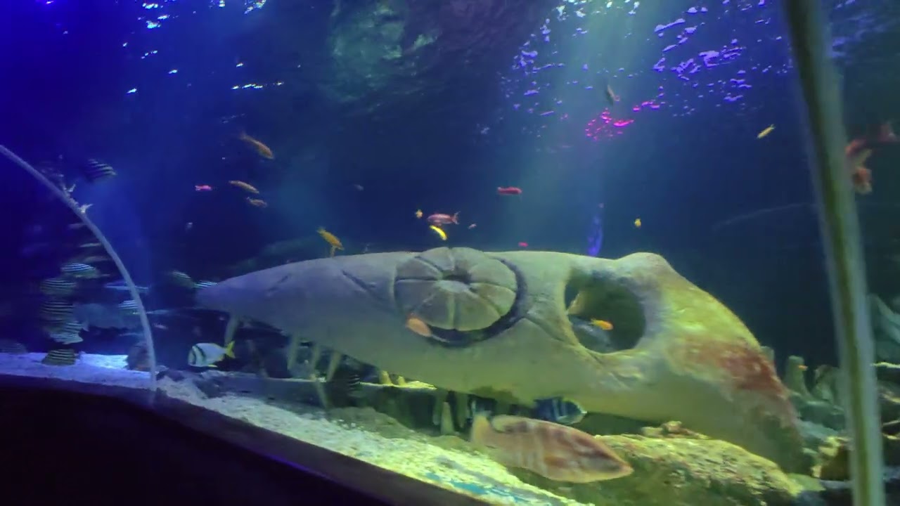 Sea Life Helsingi 2024 vol VII