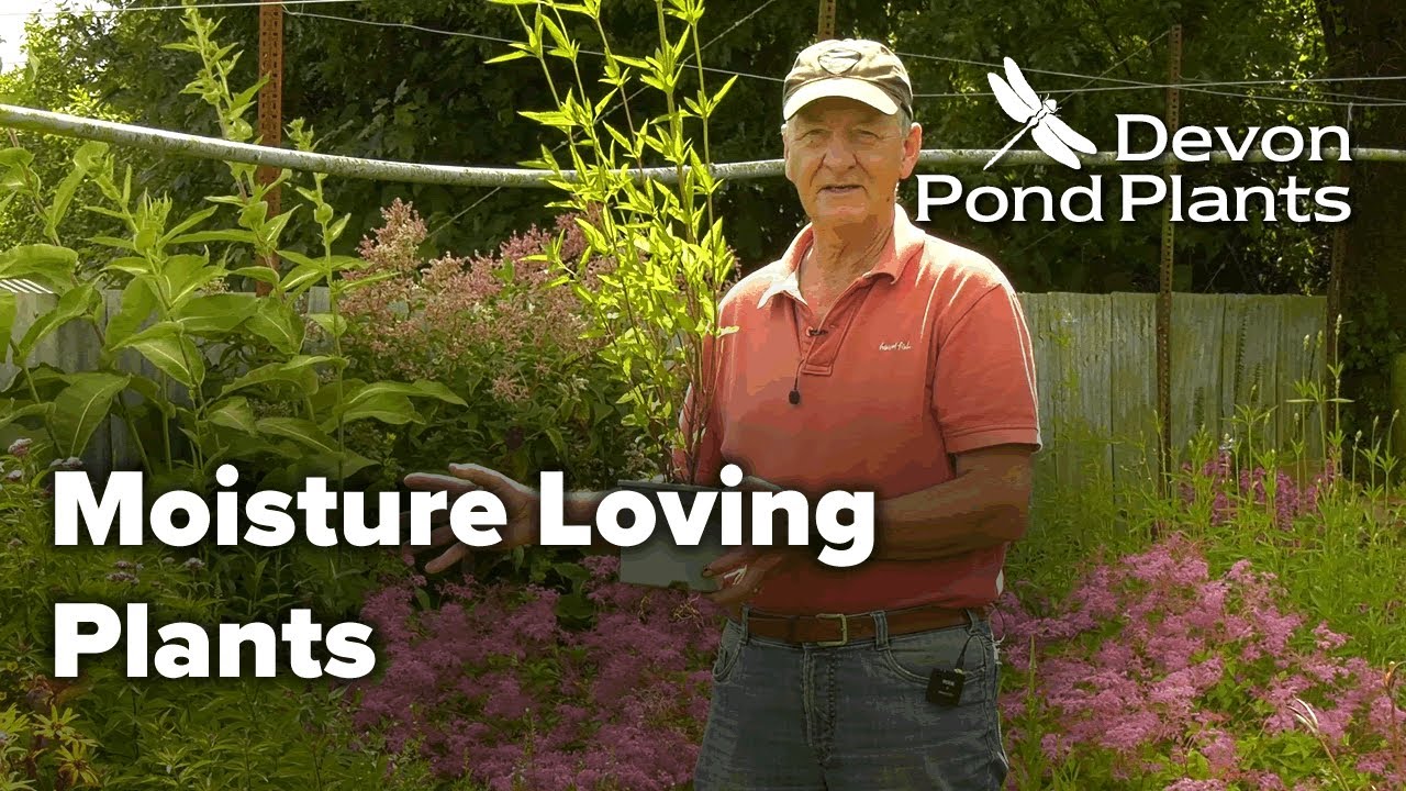 Moisture Loving Plants