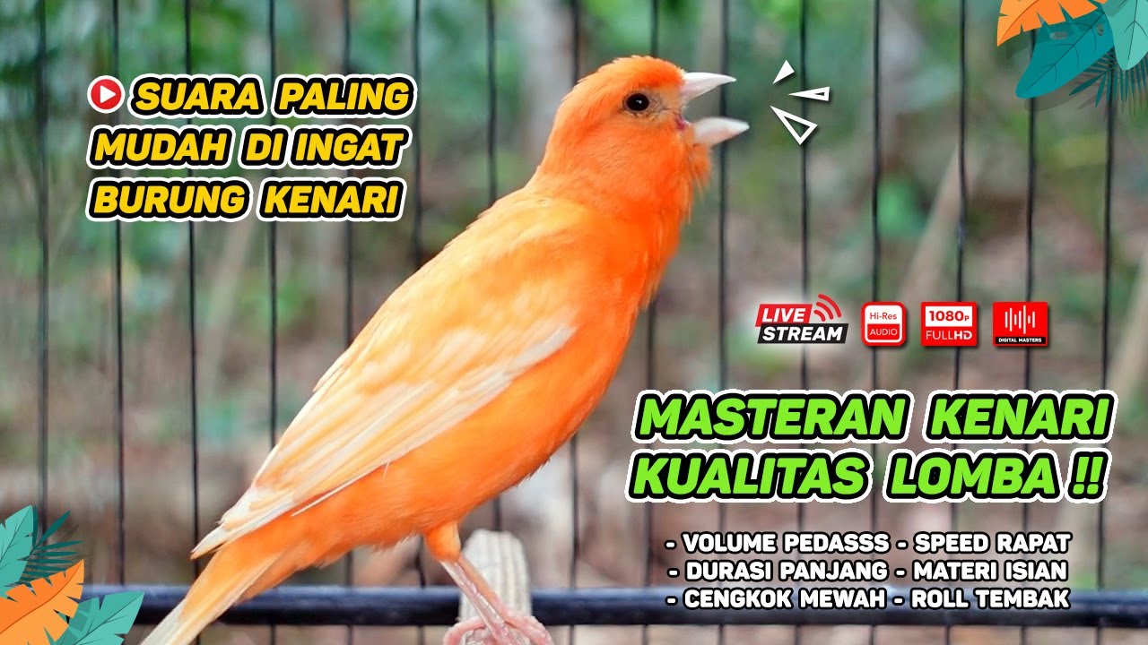 Kenari GACOR‼️ Masteran Burung Kenari PAUD dan Pancingan Kenari MACET BUNYI ( EPISODE 1286}