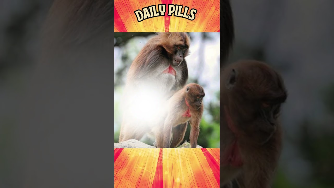 CRAZY Monkey experiment | gone WILD! Literally