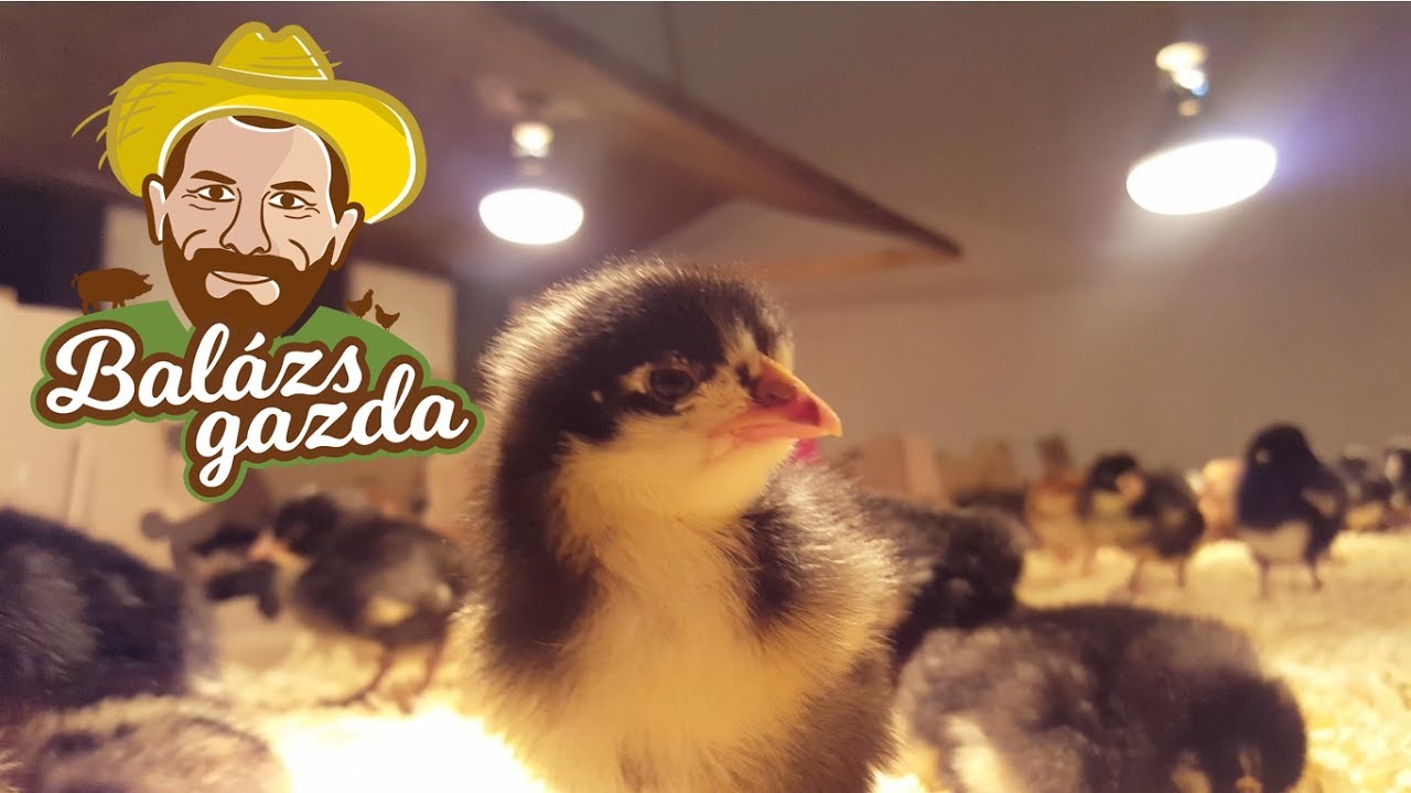 BALÁZS GAZDA - Őshonos baromfi, kendermagos, fogolyszínű napos csibe (speckled, partridge chicken)