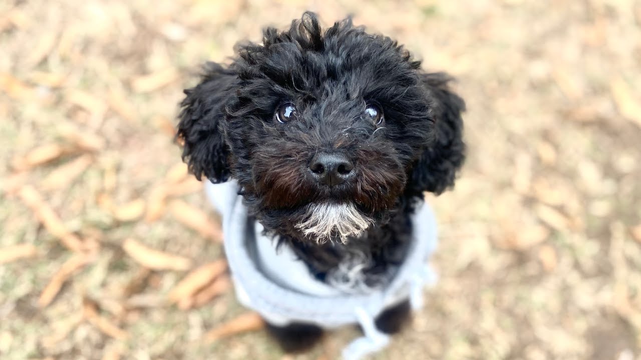MEET MY YORKIE POO + DOG TREAT HAUL + DOG CARE | JQ