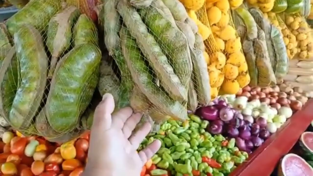 Conhecendo  o  Cacau   pireira no amazonas 