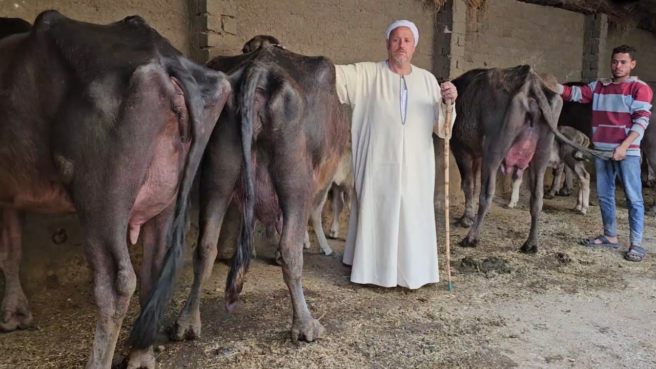 دبابات الجاموس المنوفي الوالد بنزينات لبن ماشاء الله وعجميات جاموس عشار وانتظار ولاده