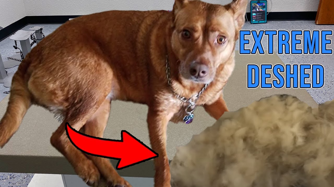 Massive Undercoat Removal Australian Kelpie Mix