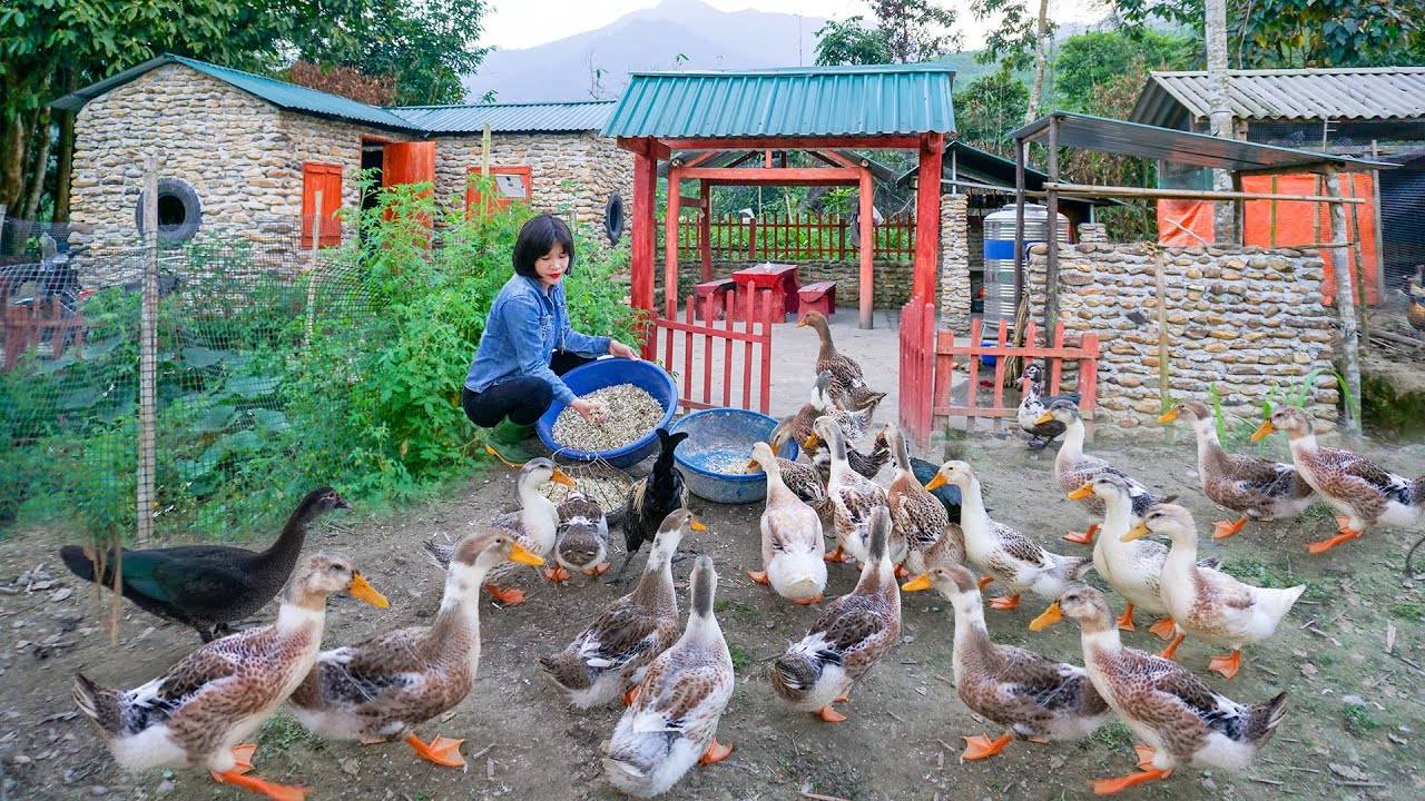 Taking Care Of The Farm Alone After Her Husband Went To Work Far Away | Live With Nature