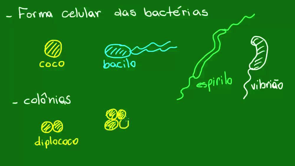 Formas da c&eacute;lula bacteriana - Diversidade dos Seres Vivos - Biologia