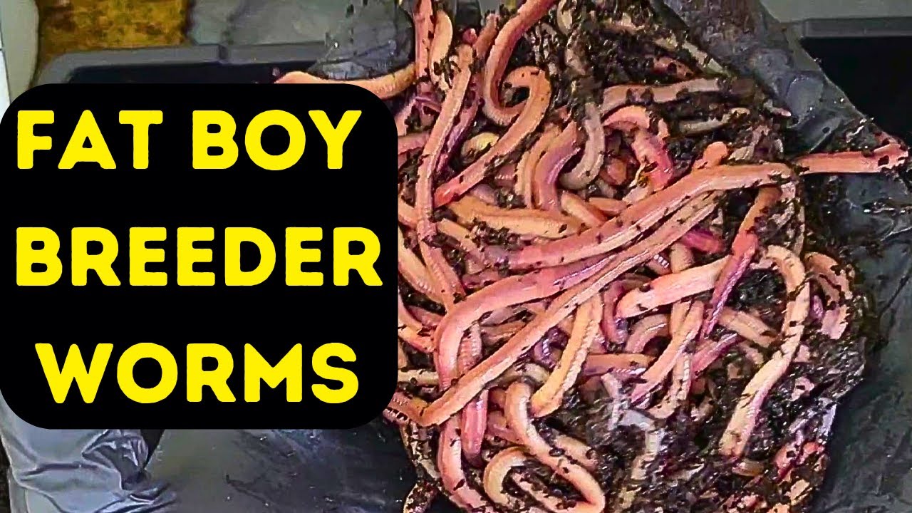 Using A Different Method to Separate Worms From Cocoons - African Night Crawlers.
