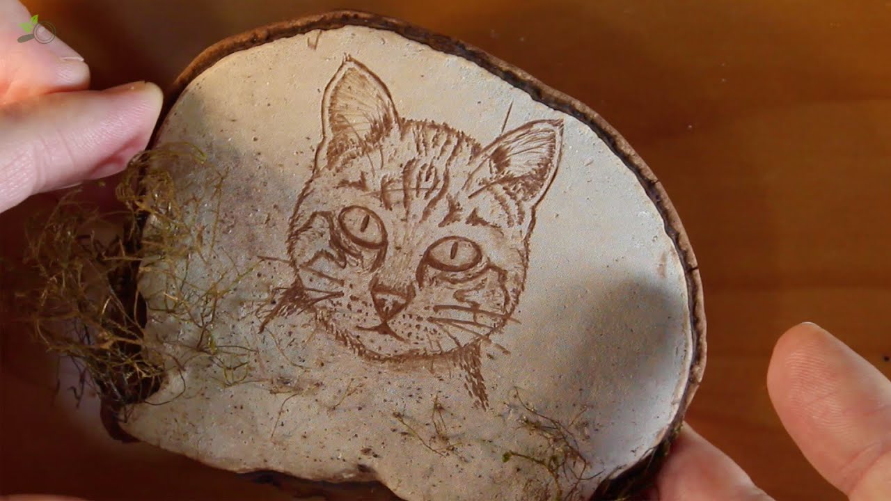 Cat drawing on Artist's Conk mushroom
