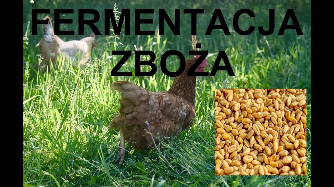 Odcinek 1006 FERMENTOWANE I FERMENTACJA ZBOŻA DLA KUR, CZYM JEST I JAK ZROBIĆ? PORADY