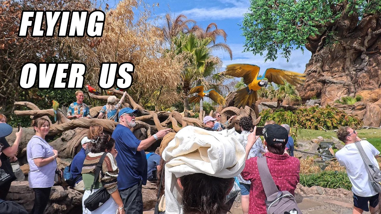Animal Kingdom Parrot Show 2026 🦜 Tree of Life Birds Flying Over the Crowd