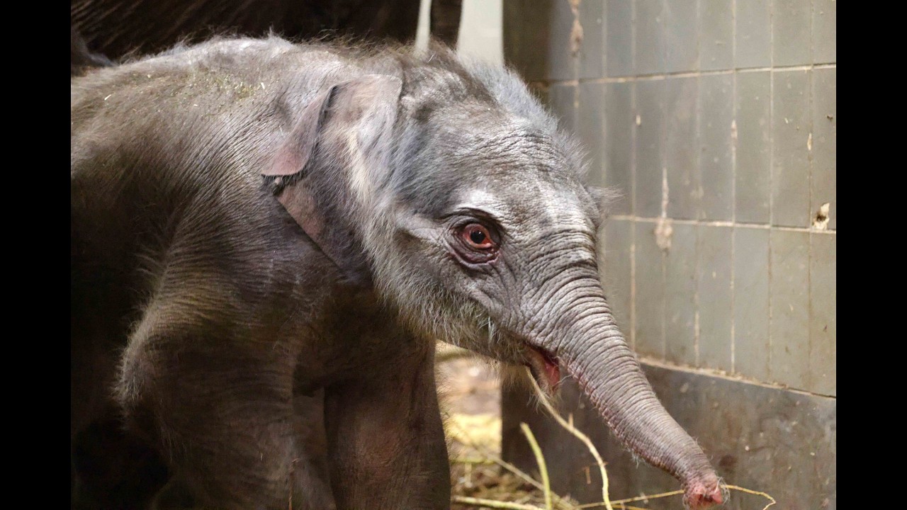 Hoera! Een tweede olifantenkalf is geboren in ARTIS