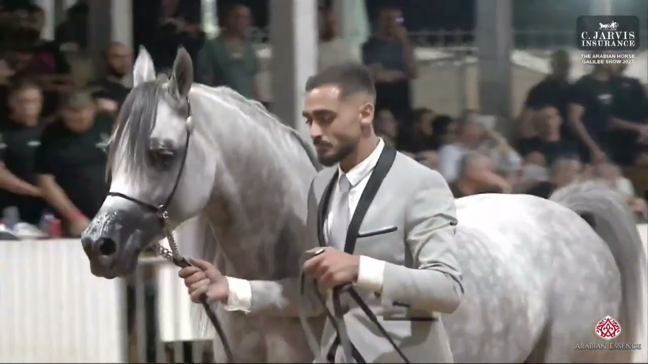 N 225 JASSID KA   The Arabian Horse Galilee Show 2023   Stallions 5 Years Old Class 24