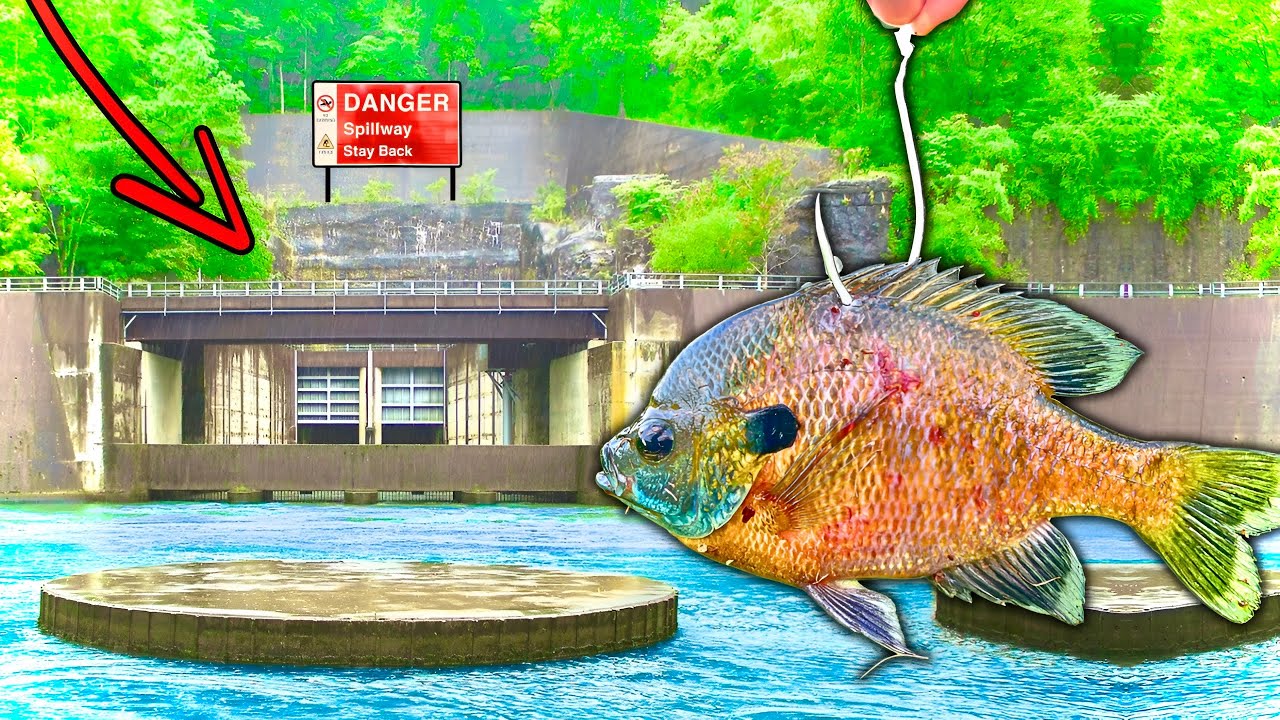 Ловля живой наживки на горном водосбросе... и ЭТО СЛУЧИЛОСЬ!!!!