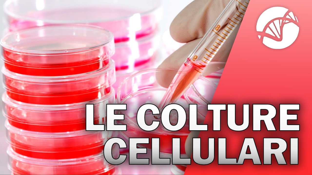 Le Colture Cellulari 🧫 🔬