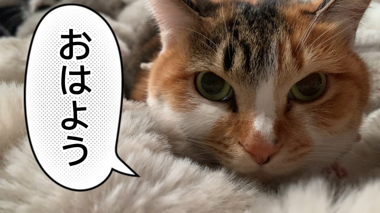 コーヒー淹れながらひとりごと☕️念願の掃除機購入👏🏻子どもとたまごっちで通信🛜