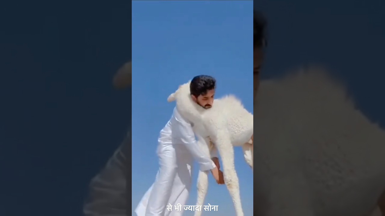 🤯 Crazy Dubai Shaikh 🤑 #shorts #shortvideo