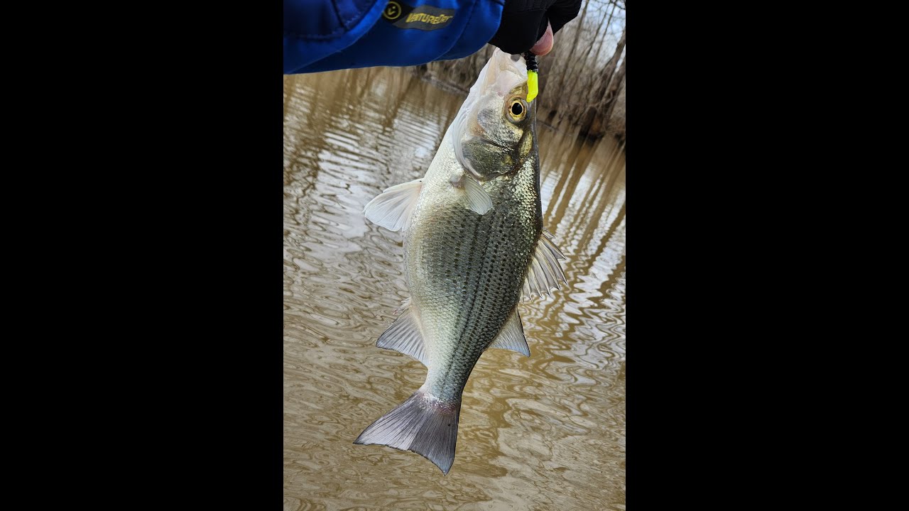 January 20th 2026  white bass fishing.