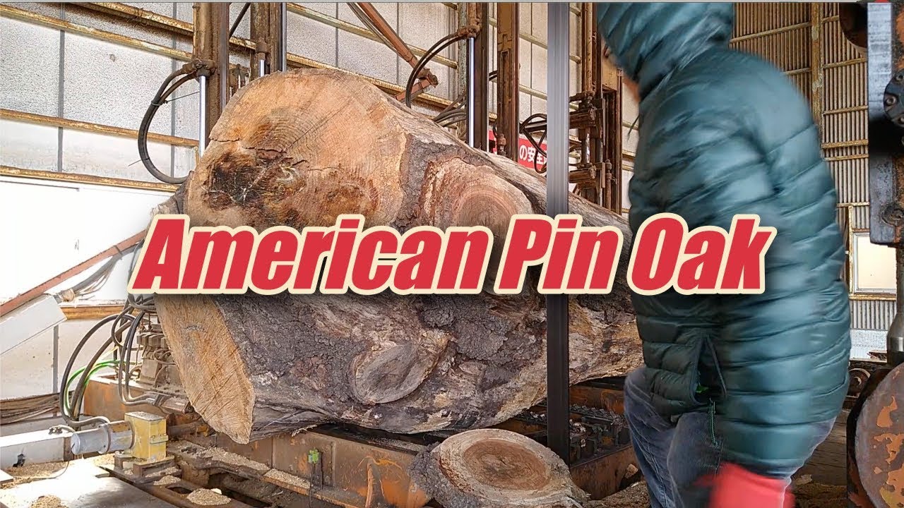 American Pin Oak Sawing!!