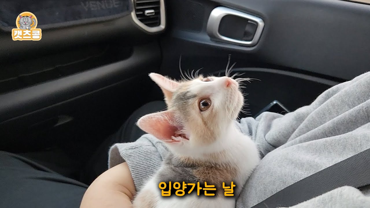 입양 간 새 집이 너무 좋아서 어쩔 줄 모르는 신기한  아기고양이