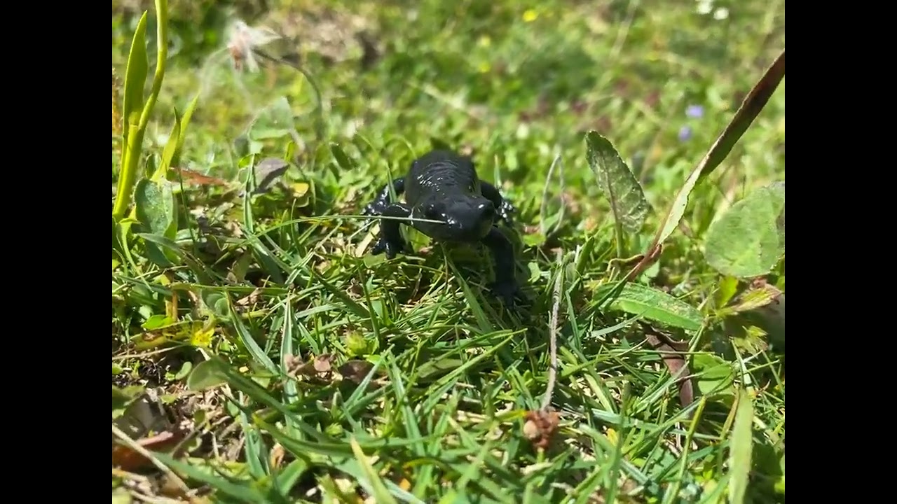 Alpine Salamander (Salamandra atra atra)