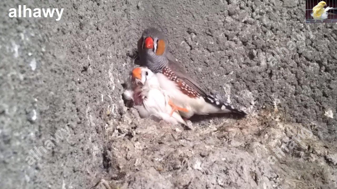 أقوي مشاهدة لهيجان ذكور الزيبرا فينش علي الأنثي