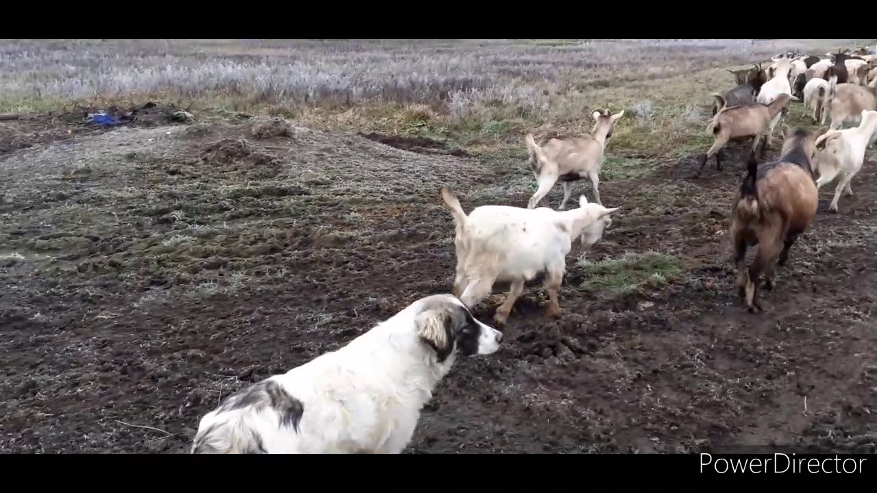 Am &icirc;nceput să le dau porumb la capre 🐐🐐