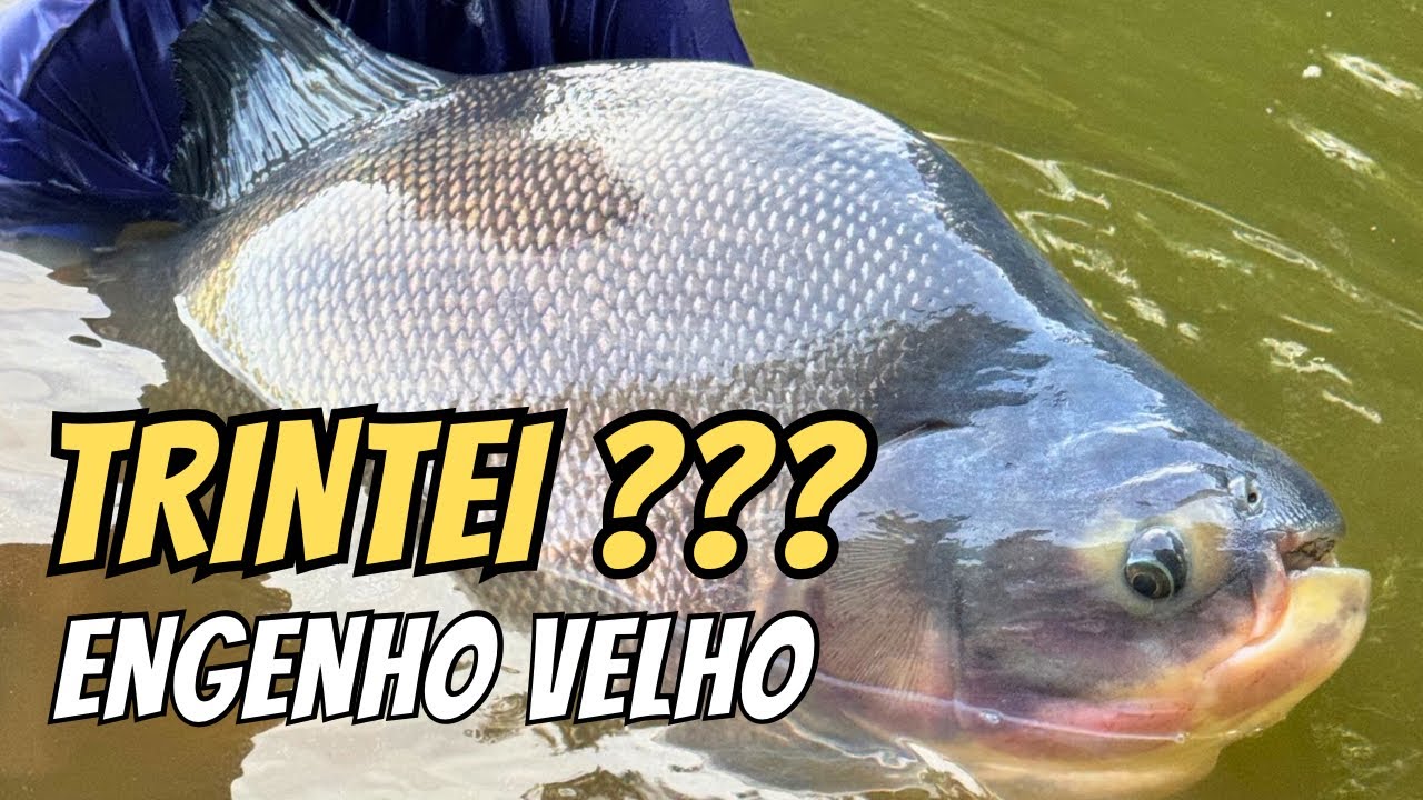 INVERNO NO GOIÁS : TRINTEI NO ENGENHO VELHO
