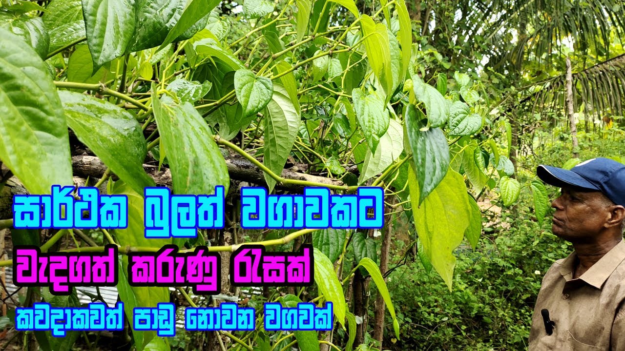 සාර්ථක බුලත් වගාවක් පොඩිවට පටන් ගමු | Bulath Wagawa | How to grow Betel cultivation