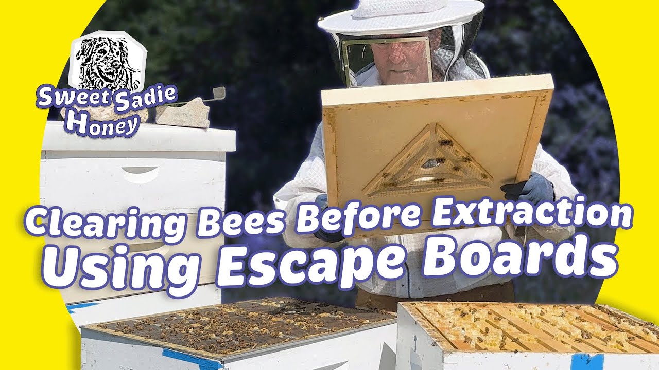 Escape Boards: Clearing Bees Before Extraction
