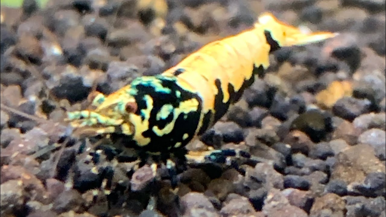 A day in the life of a fish store owner episode 3 tank tour