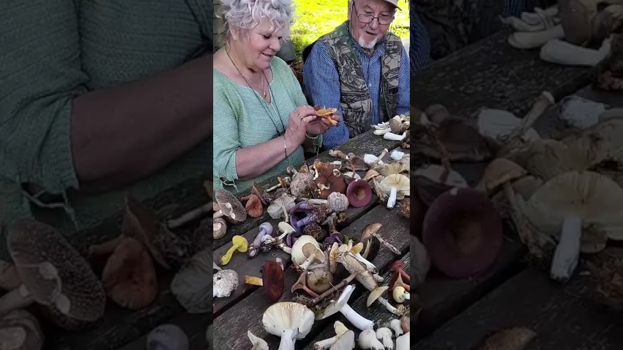 Lezione di micologia con funghi dal vero 