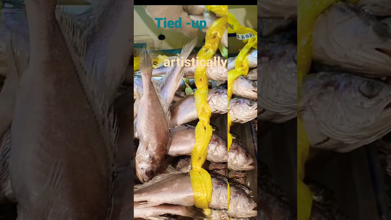 FISH! FISH! IT'S A FISH. KOREAS FAVORITE FISH "GULBI" TIED UP ARTISTICALLY 