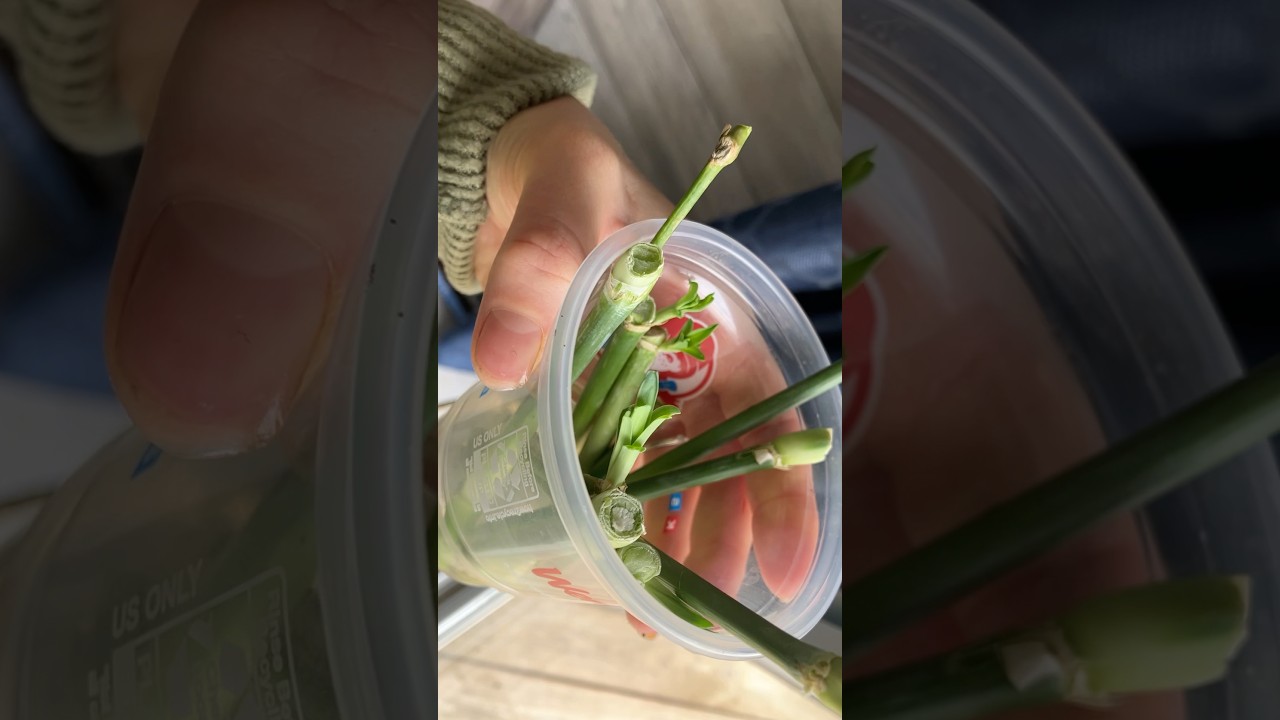 Regrowing flowers from cuttings 