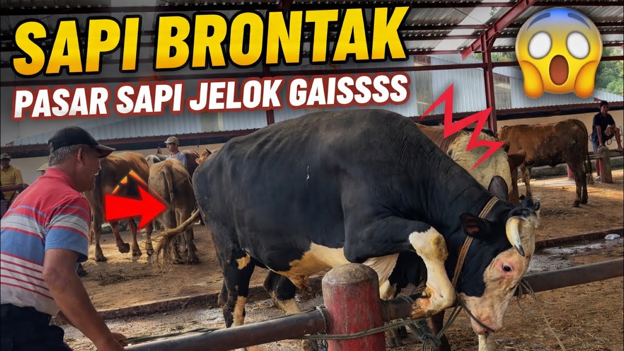 KUMPULAN SAPI SAPI KUALITAS PREMIUM RAKSAKSA BERNILAI TINGGI DI PASAR SAPI JELOK BOYOLALI 🔥🔥🔥