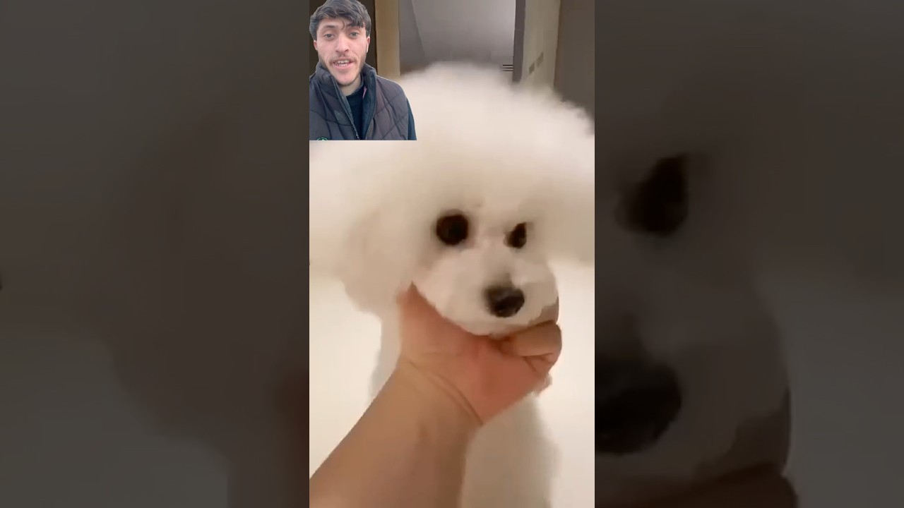 Cute Puppies Running Action 