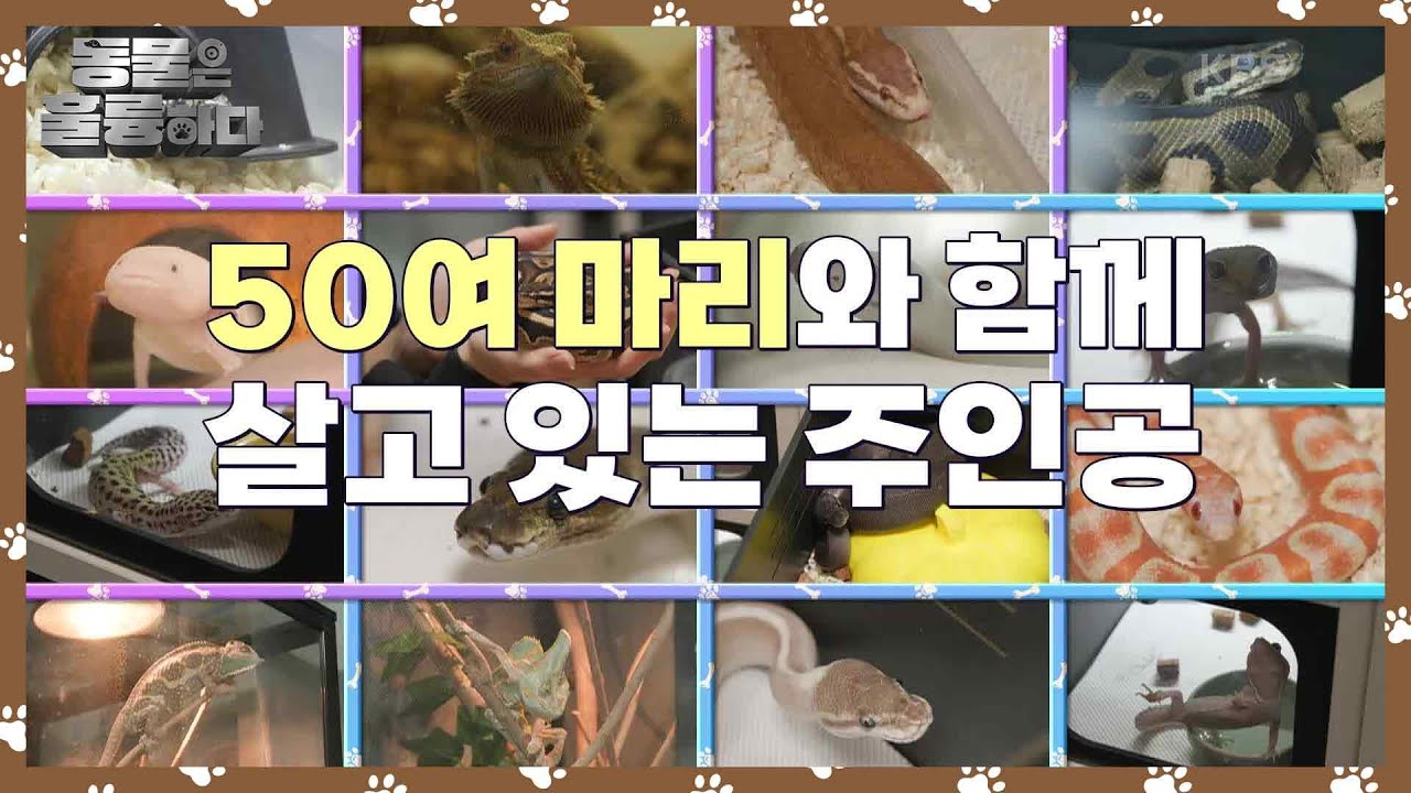 대방어 먹는 반려동물 ‘마요’? 30여 마리의 반려뱀 빌리지! [동물은 훌륭하다] | KBS 250127 방송