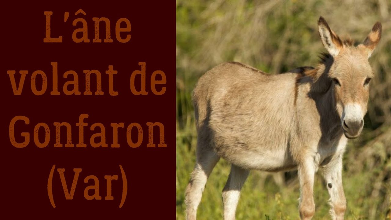 L'âne volant de Gonfaron (Var)