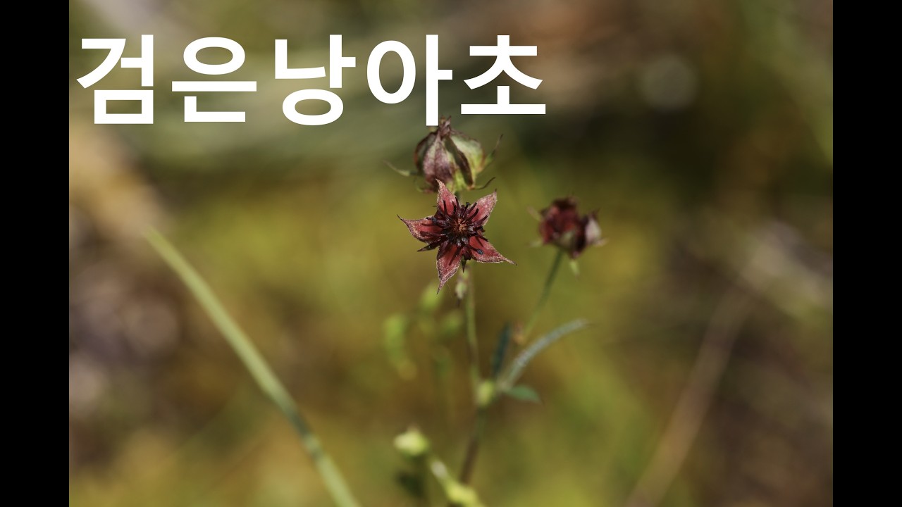 검은낭아초-Purple marshlocks
